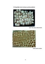 Prakses atskaite 'Ēdiena gatavošanas tehnoloģija', 41.