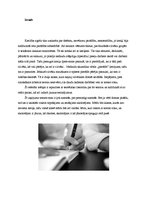 Referāts 'Kreilība', 2.