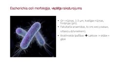 Prezentācija 'Escherichia coli mikrobioloģiskās diagnostikas principi', 2.