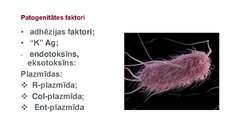 Prezentācija 'Escherichia coli mikrobioloģiskās diagnostikas principi', 3.