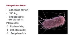 Prezentācija 'Escherichia coli mikrobioloģiskās diagnostikas principi', 3.