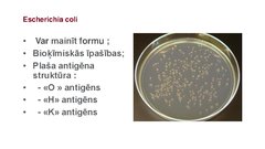 Prezentācija 'Escherichia coli mikrobioloģiskās diagnostikas principi', 4.
