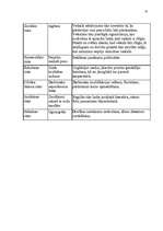 Biznesa plāns 'SIA "Ziedu pasaule"', 23.