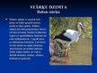 Prezentācija 'Stārķveidīgo kārtas putni', 4.