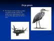 Prezentācija 'Stārķveidīgo kārtas putni', 7.