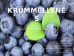 Prezentācija 'Krūmmellenes', 1.