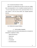 Diplomdarbs 'Elektrohologrāfiskās ierīces', 58.