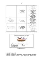 Referāts 'Amerikas Savienotās Valstis', 23.