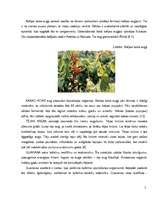 Referāts 'Stimulatorus saturošie enerģijas dzērieni', 5.