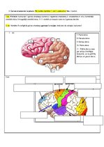 Paraugs 'Psihes bioloģiskie pamati - kontroldarbs (3)', 6.
