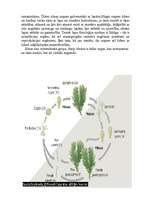 Referāts 'Sūnas', 5.