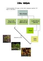 Referāts 'Sūnas', 6.