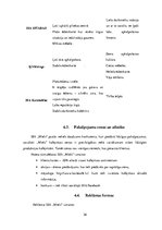 Paraugs 'SIA ''Miels'', prakses atskaite', 26.