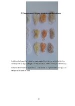 Referāts 'Tekstilmateriālu krāsošana ar netradicionālām krāsvielām', 24.