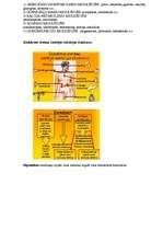 Konspekts 'Iekšējās sekrēcijas dziedzeri (endokrīnā sistēma)', 2.