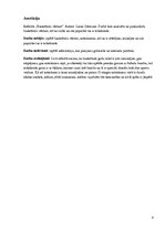 Referāts 'Basketbola vēsture', 3.