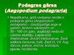 Prezentācija 'Čemurzieži un to dzimta', 9.