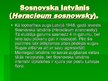 Prezentācija 'Čemurzieži un to dzimta', 12.