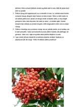 Referāts 'Pīlādzis', 2.