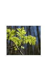 Referāts 'Pīlādzis', 3.