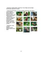 Referāts 'Iecava', 25.