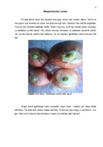 Referāts 'Sīpolloku diedzēšana. Eksperimentālais darbs', 4.