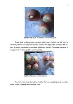 Referāts 'Sīpolloku diedzēšana. Eksperimentālais darbs', 5.