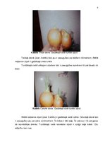 Referāts 'Sīpolloku diedzēšana. Eksperimentālais darbs', 6.