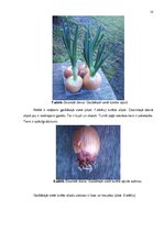 Referāts 'Sīpolloku diedzēšana. Eksperimentālais darbs', 8.