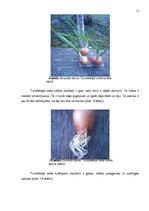 Referāts 'Sīpolloku diedzēšana. Eksperimentālais darbs', 9.