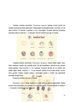 Referāts 'Medicīniskā parazitoloģija', 13.