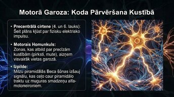 Prezentācija 'Smadzeņu arhitektūra - sensorās, asociatīvās un motorās zonas', 8.