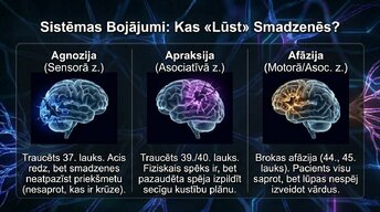 Prezentācija 'Smadzeņu arhitektūra - sensorās, asociatīvās un motorās zonas', 10.