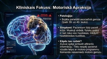 Prezentācija 'Smadzeņu arhitektūra - sensorās, asociatīvās un motorās zonas', 11.