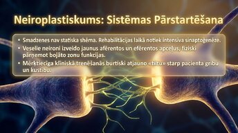 Prezentācija 'Smadzeņu arhitektūra - sensorās, asociatīvās un motorās zonas', 12.