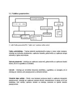 Prakses atskaite 'Uzņēmuma raksturojums', 13.