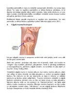Prezentācija 'Biežākās traumas fitnesā', 3.