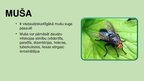 Prezentācija 'Prezentācija pirmsskolas vecuma bērniem par kukaiņiem. Kukaini mostas', 7.