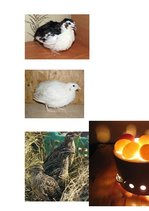 Referāts 'Paipalas', 1.