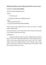 Konspekts 'Bilingvālā nodarbība pirmsskolā. Saliec pēc krāsām. Разложи по цвету', 1.