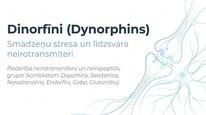 Prezentācija 'Dinorfīni', 1.