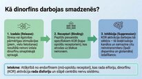 Prezentācija 'Dinorfīni', 5.