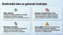 Prezentācija 'Dinorfīni', 6.