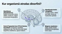 Prezentācija 'Dinorfīni', 7.