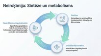 Prezentācija 'Dinorfīni', 18.