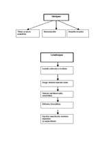 Referāts 'Vēstures un ģeogrāfijas stundās izmantojamās mācību metodes speciālajā skolā bēr', 5.