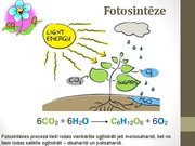 Prezentācija 'Ogļhidrāti', 2.