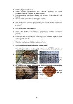 Prakses atskaite 'Integrēto mācību prakse sākumskolā', 36.