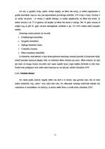 Referāts 'Cilvēka smadzeņu pusložu lateralizācija', 12.