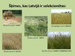 Prezentācija 'Selekcionēšana Latvijā', 3.